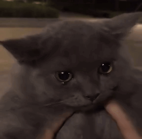 Sad Kitty Crying Kitty GIF - Sad Kitty Crying Kitty Crying GIFs