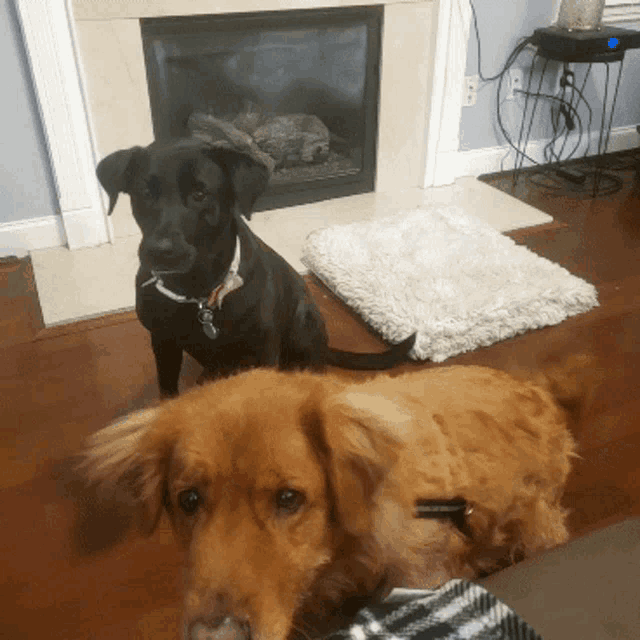 two dogs are sitting in front of a fireplace and looking at the camera