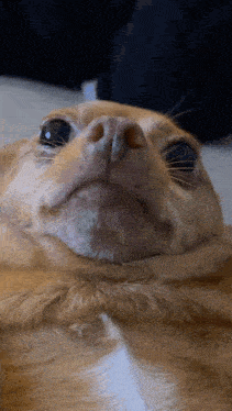 a close up of a dog 's face with a blue eye