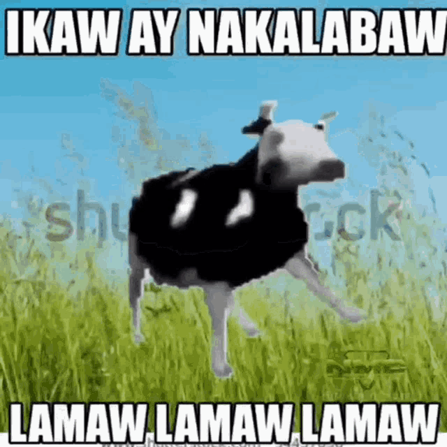 Ikaw Ay Nakalabaw Kalabaw Lamaw GIF - Ikaw Ay Nakalabaw Kalabaw Lamaw Nmp GIFs