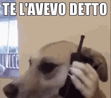 a dog is talking on a cell phone with a person .