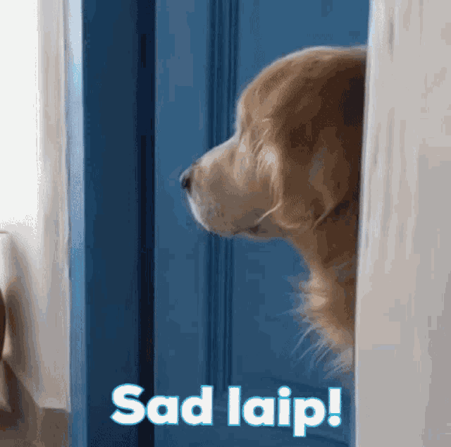 a dog peeking out from behind a curtain with the words sad laip written below it