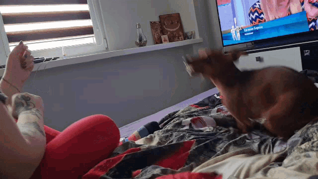 a dog laying on a bed in front of a television that says ' snoop dogg ' on it