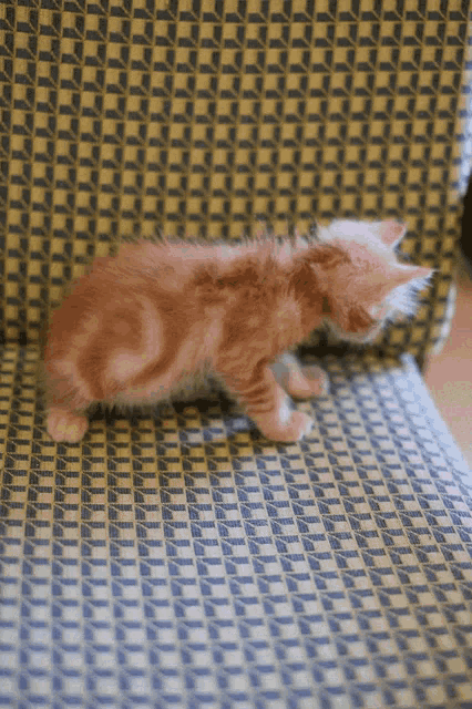 a kitten is walking on a chair with a pattern