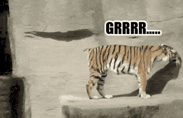 Tiger Surprise Tiger GIF - Tiger Surprise Tiger Oh Shit GIFs