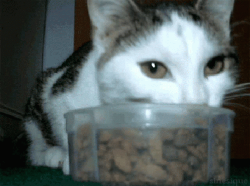 Cat Eating GIF