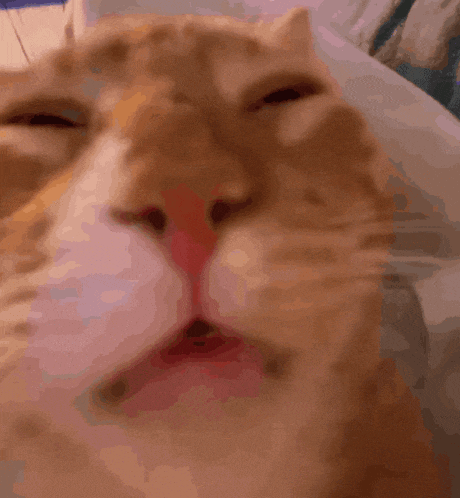 Me When The Sun Shines In My Face Cat GIF - Me When The Sun Shines In My Face Cat Bruh Moment GIFs