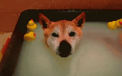 a dog is taking a bath with rubber ducks nearby