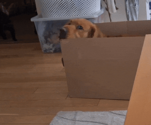 a dog peeking out of a cardboard box with a cat behind it