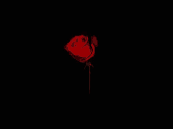 a single red rose with a green stem on a black background