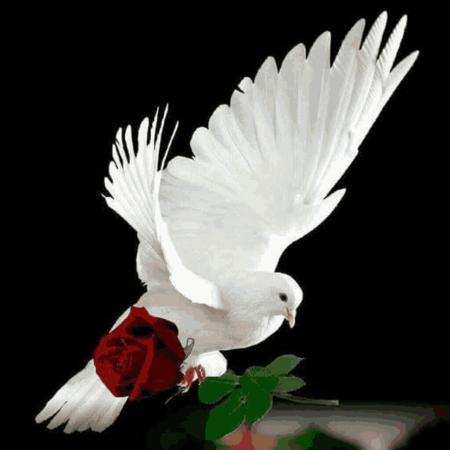 a white dove is holding a red rose in its beak while flying .
