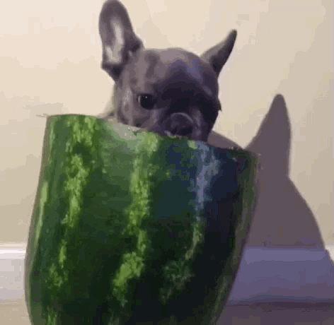a dog is sticking its head out of a watermelon .