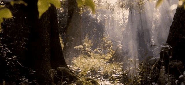 the sun shines through the trees in the forest