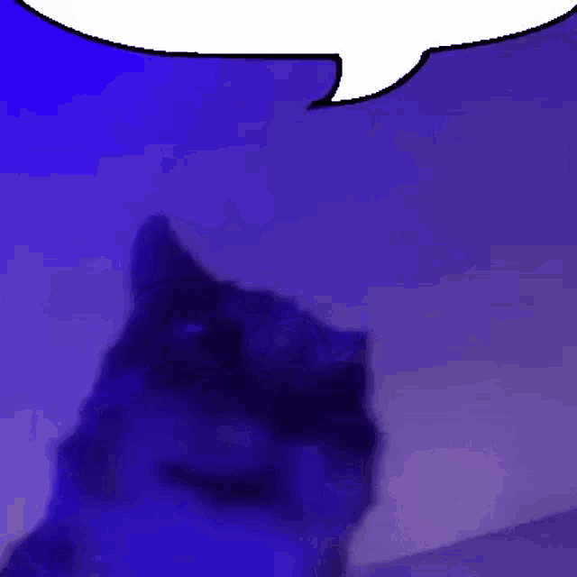 Speech Bubble Cat GIF - Speech Bubble Cat Talking GIFs