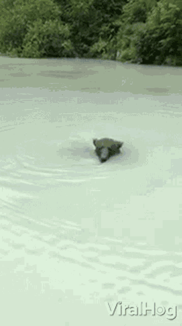 Swimming Viralhog GIF - Swimming Viralhog Bear GIFs