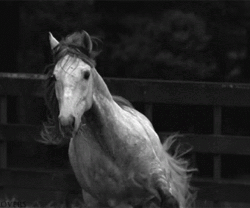 Horse Gif Horse GIF - Horse Gif Horse Running GIFs