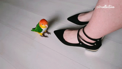 Tapping The Pet Collective GIF - Tapping The Pet Collective Lovebird GIFs