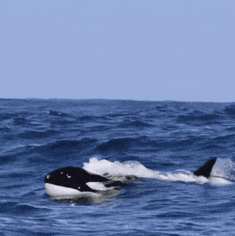 a killer whale is swimming in the ocean