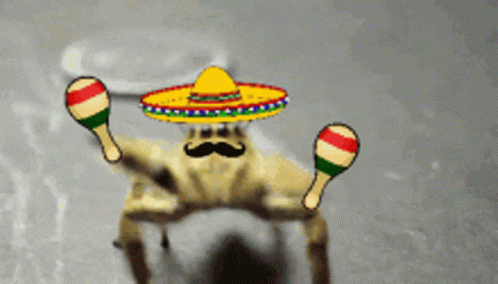 Mexican Spider GIF - Mexican Spider Morocco GIFs