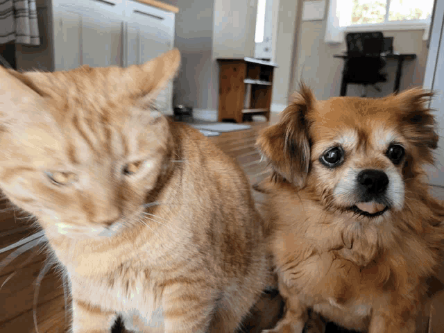 a cat and a small brown dog are looking at the camera