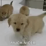 Dog Snow GIF - Dog Snow Winter GIFs