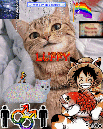 a picture of a cat with luffy written on it