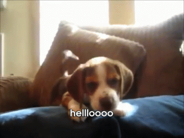 Puppy Howling GIF - Puppy Howling GIFs