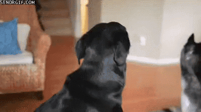 a dog and a cat are sitting in a living room .