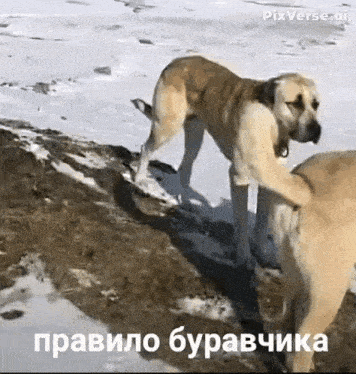 two dogs are standing next to each other in the snow and one is petting the other 's butt .