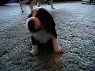One Angry Lil Pup GIF - Beagle Dogs Cute GIFs
