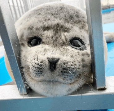 a seal peeking out of a cage with its eyes closed