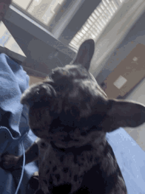 a close up of a dog laying on a blue blanket