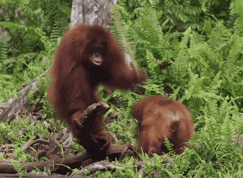 a couple of orangutans are standing in a forest