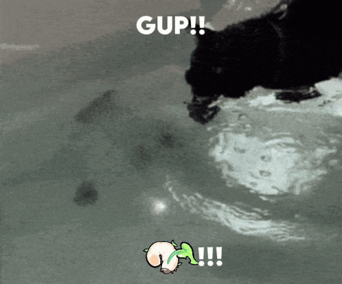 a black cat is swimming in the water with the words gup written on the bottom