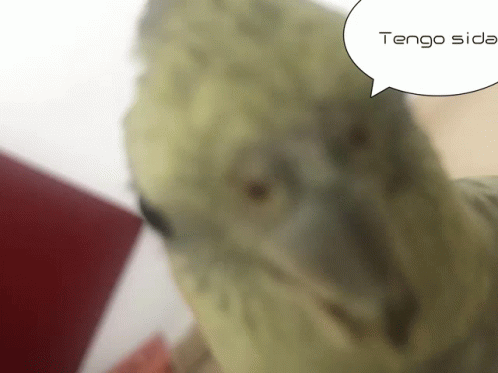 Tengo Sida Tengo Sida Drago GIF - Tengo Sida Tengo Sida Drago GIFs