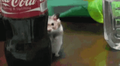 Lurking Creeping GIF - Lurking Creeping Hamster GIFs