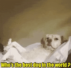 a dog is laying on a blanket with the words who 's the best dog in the world