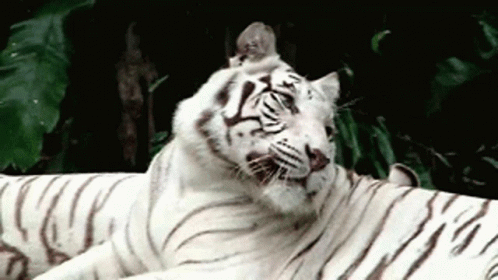 Good Night Tired GIF - Good Night Tired White Tiger GIFs