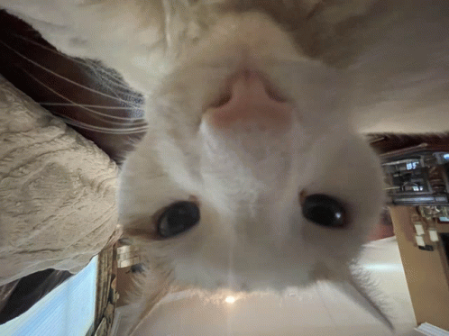 Weird Cat Cat Sniff GIF - Weird Cat Cat Sniff Cat GIFs