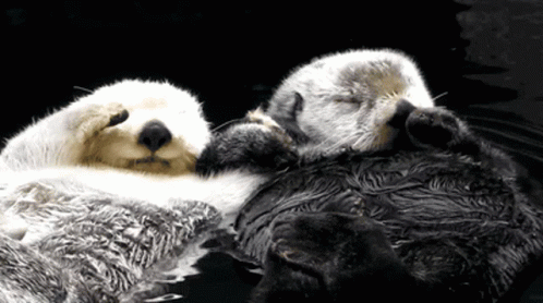 Sea Otter Holding Hands GIF - Sea Otter Holding Hands GIFs