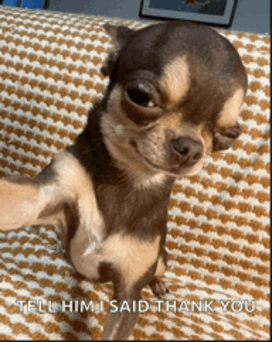 a chihuahua taking a selfie with the words tell him i said thank you written below it
