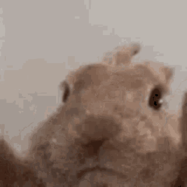 a close up of a cat taking a selfie with its paw .