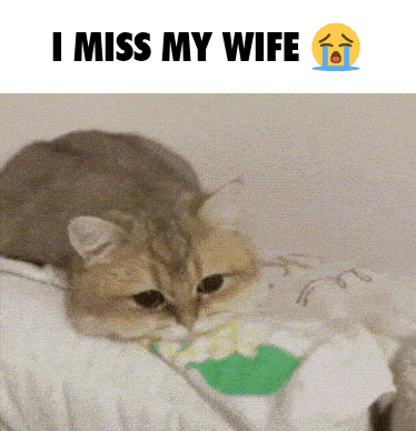 a cat is laying on a pillow with the words i miss my wife above it