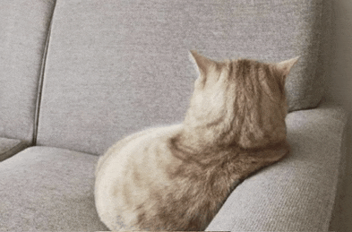 a cat is laying on a grey couch and looking at something