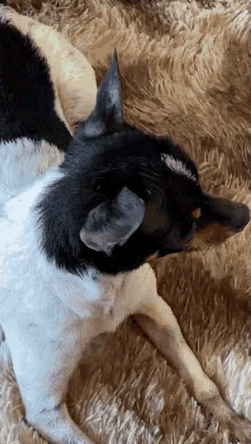 a black and white dog is laying down on a fluffy blanket