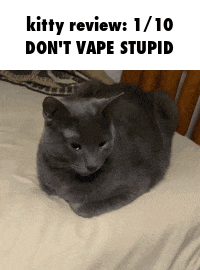 a gray cat laying on a bed with a caption that says kitty review 1/10 don 't vape stupid