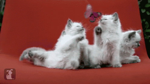 a group of kittens playing with a pink butterfly on a red couch