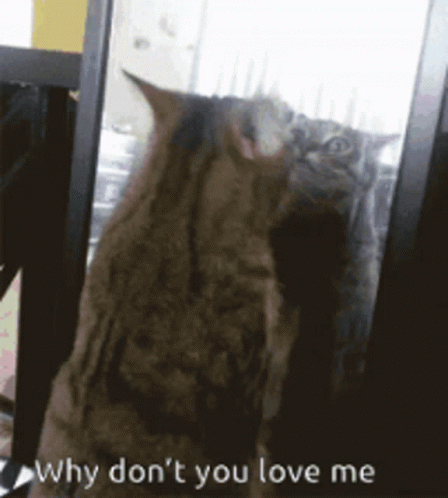 Why Dont You GIF - Why Dont You Love Me GIFs