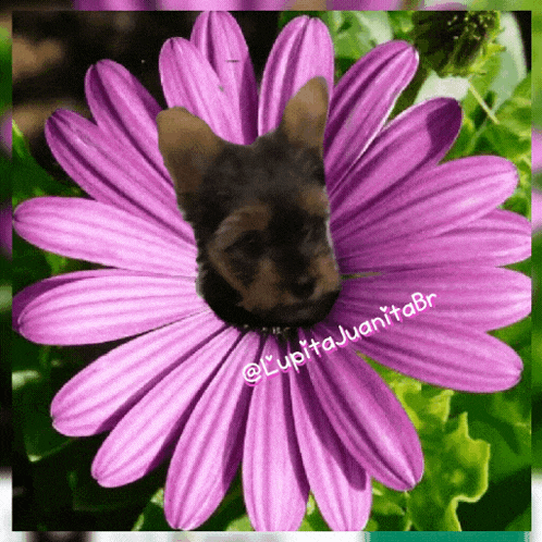 a picture of a dog in a purple flower with the name lupita juanitabr