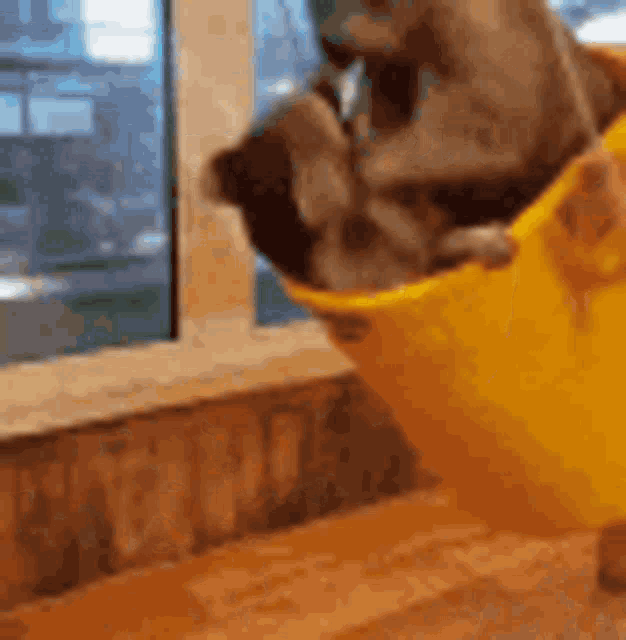 Raccoon Swing GIF - Raccoon Swing Bucket GIFs